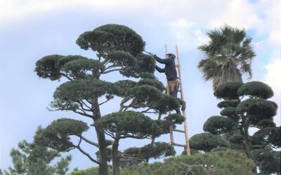 年内「植栽メンテナンス作業」の受付は終了致しました