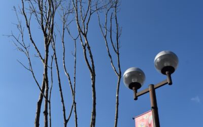 サンロードシティ熊本内🌳植栽の植え替え