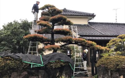 【お庭のお手入れ】マツ（松の木）の剪定