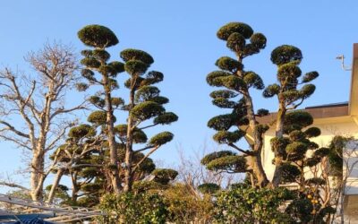 熊本市のお客様邸「庭木の剪定」のご紹介