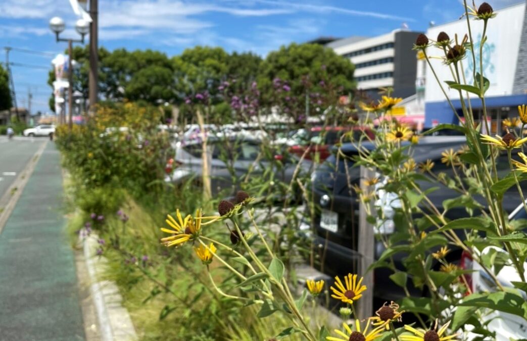 サンロードシティ熊本🌼花壇の様子🌼