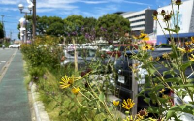 サンロードシティ熊本🌼花壇の様子🌼